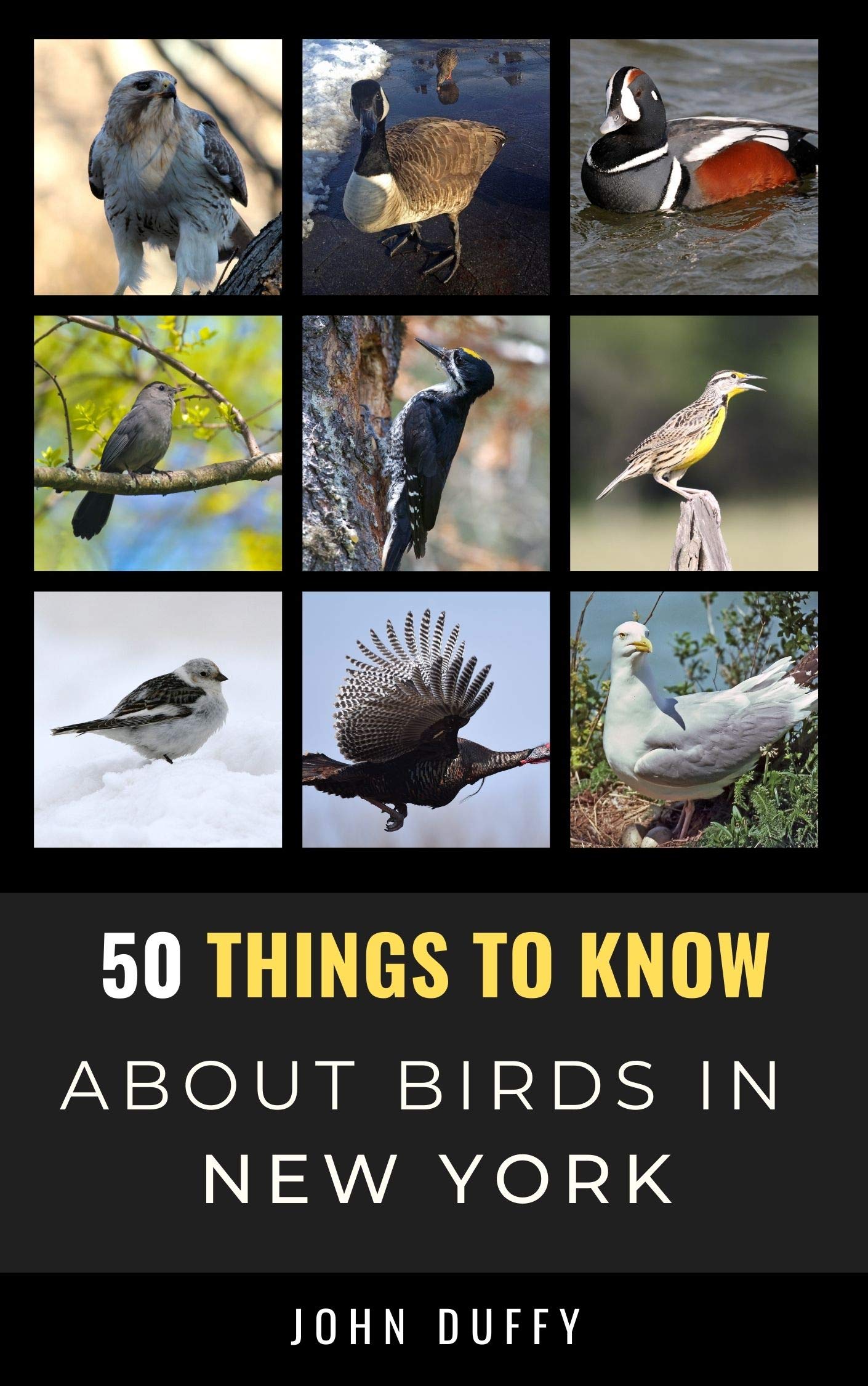 50 Things to Know About Birds in New York : Encountering Beautiful Species Around the Empire State