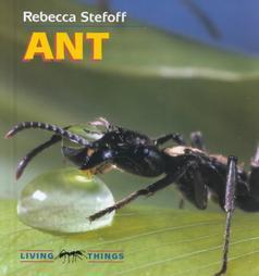 Ant