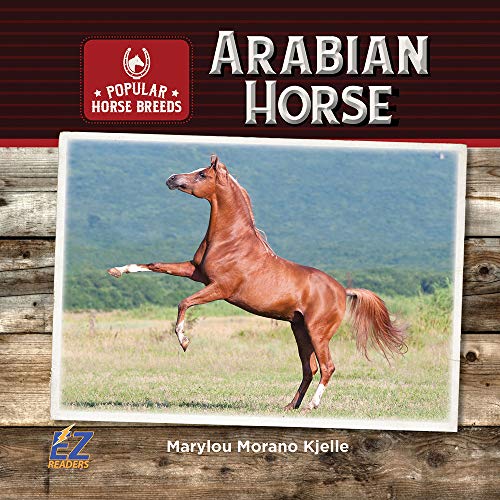Arabian Horse