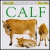 Calf