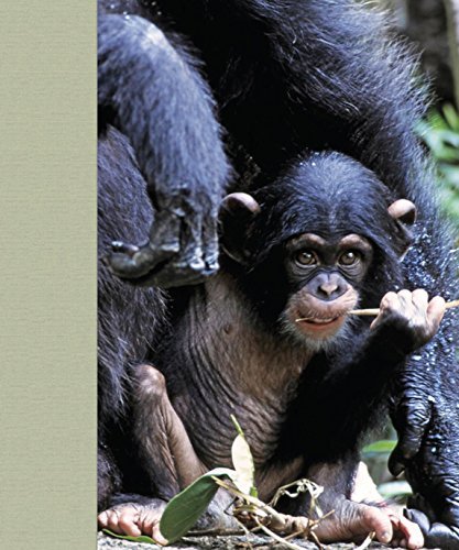 Mother and Child: Wildlife Photography